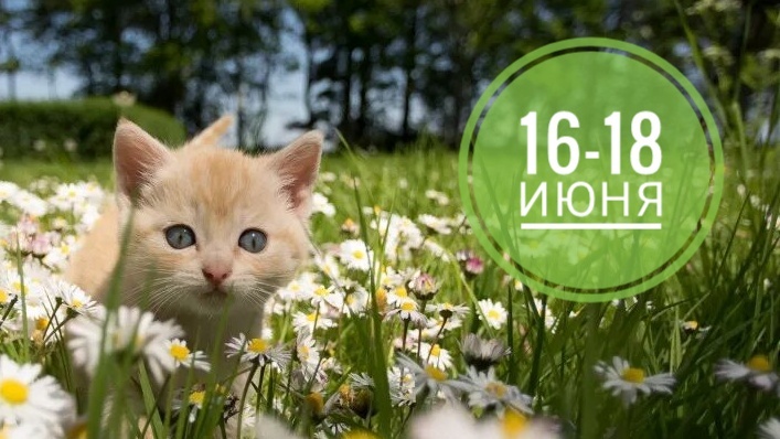 Нумерологическая подсказка на 16-18 июня: балуйте своих котиков