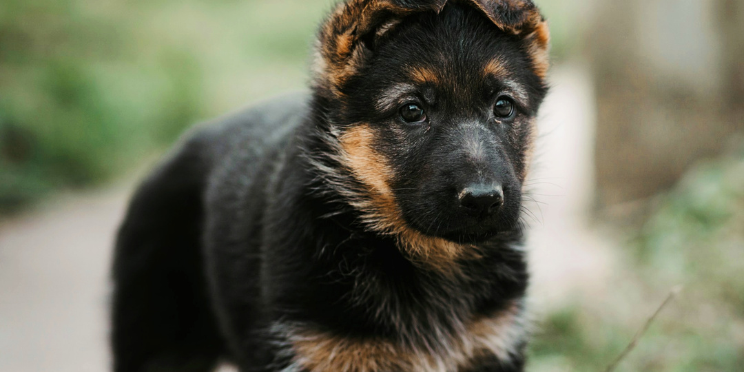 Я остаюсь у бабушки