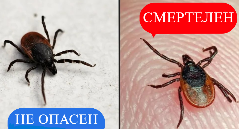 АВТОРСКОЕ ИЗОБРАЖЕНИЕ.