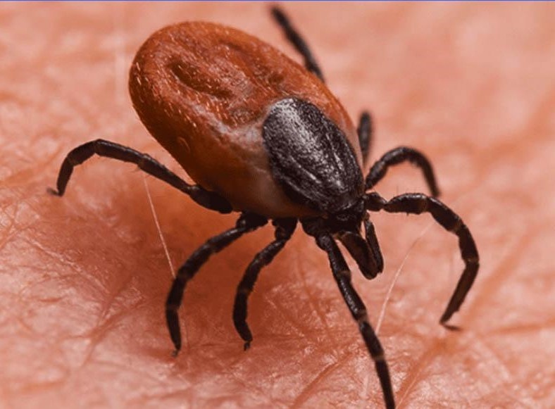 Изображение не нарушает правил платформы (Взято из открытых интернет-источников: moi-goda.ru)