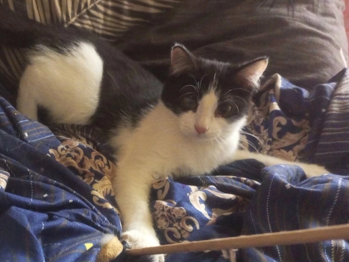 Кошечка Кузя