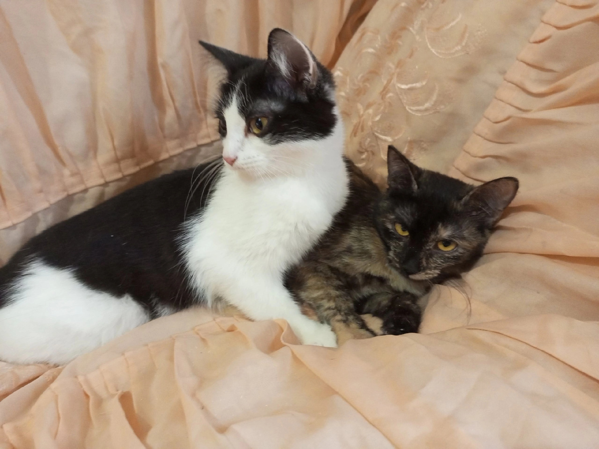 Две сестрёнки, которым нужен дом, но они в забвении