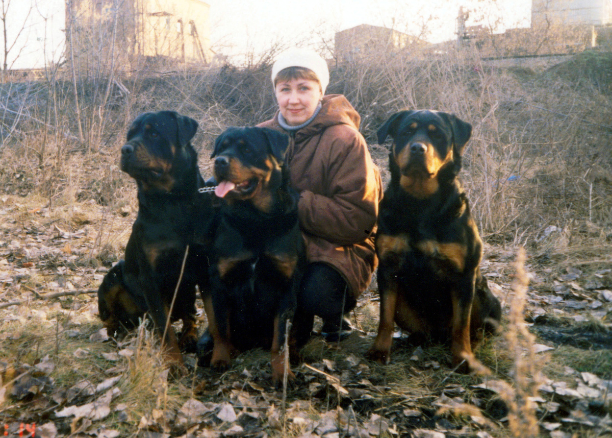 Это фото прислала автор дзен-канала "Садик в клетке". Типичный внешний вид ротвейлеров в девяностые-нулевые. Классический породный стандарт. Теперь уже старотипный. 
