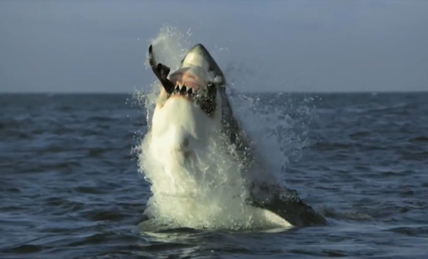 Большая белая акула закусывает морским котиком.