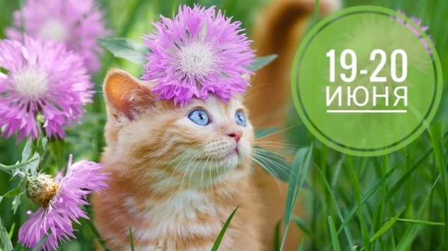 Нумерологический совет: котики идут всем)