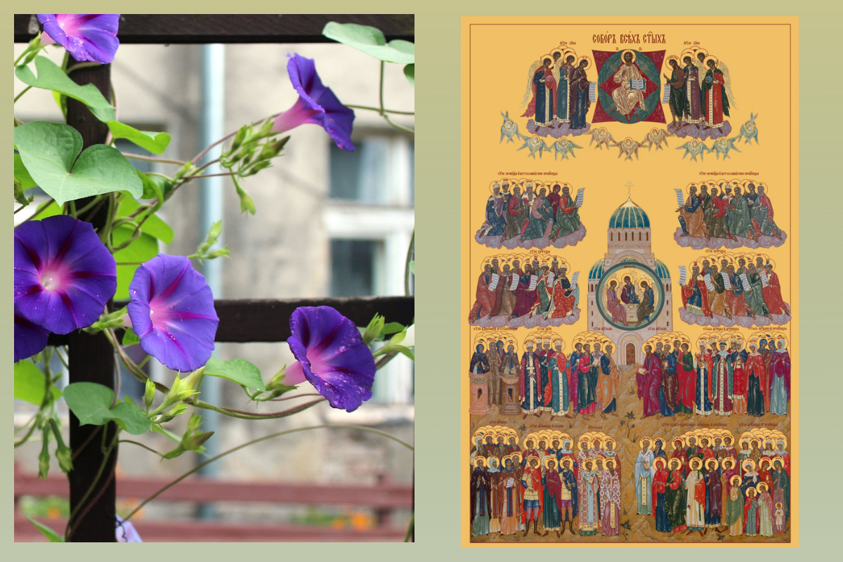 Собор всех святых/azbuka/ru, Вьюнок/pixabay.com