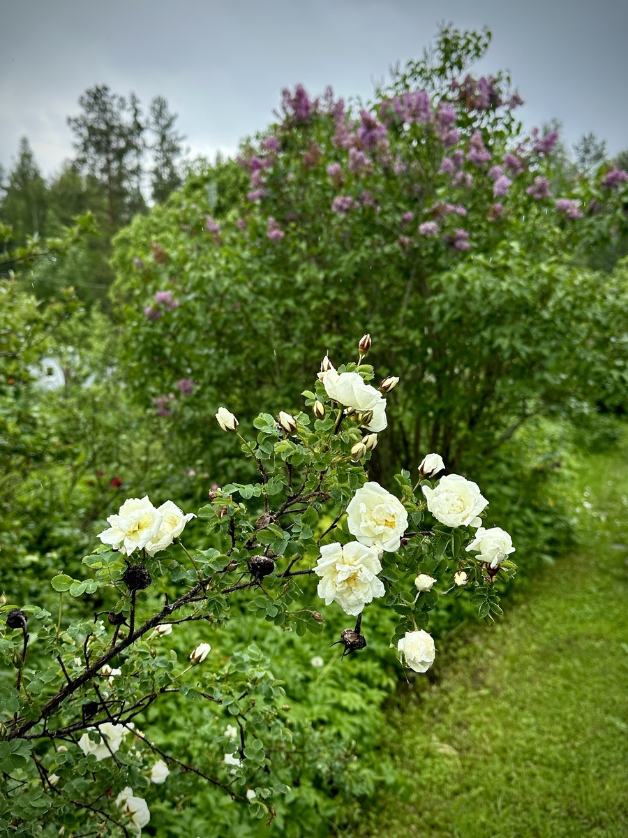 Сирень и шиповник. 