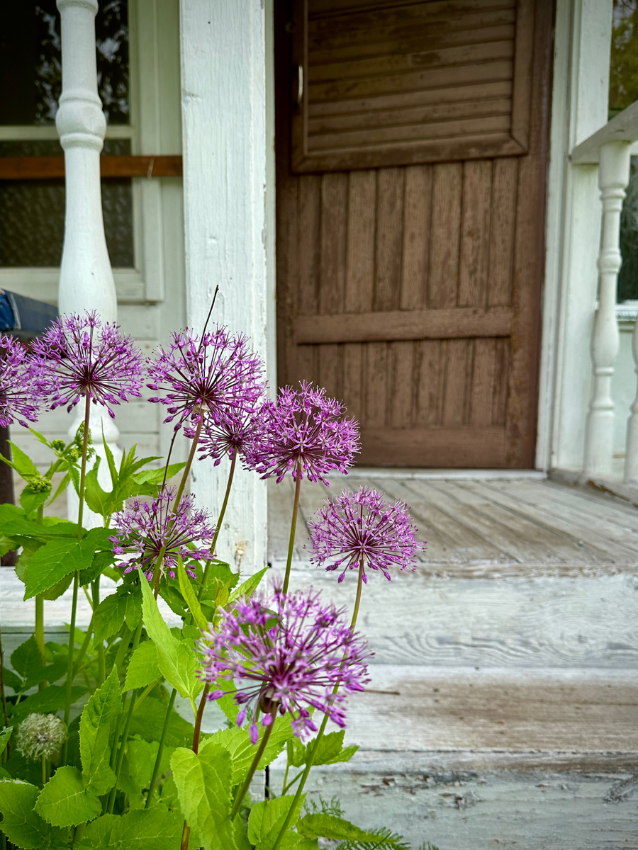 Лук самосейка