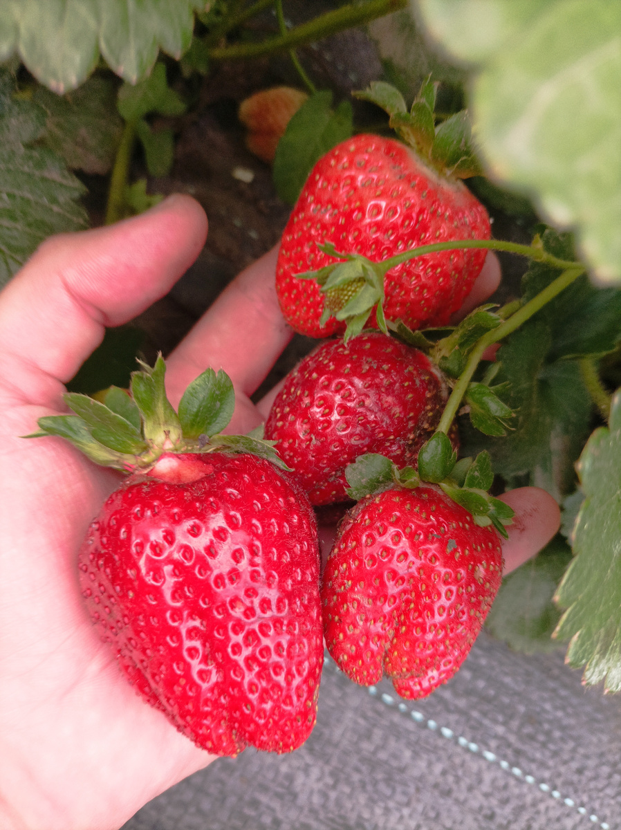  Ягоды клубники на солнце — крупные, яркие, сочные.