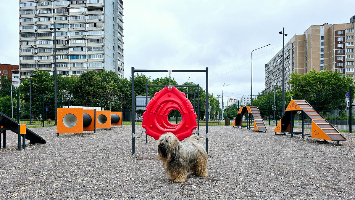 Мой тибетский терьер на площадке для выгула собак в столичном районе Гольяново
