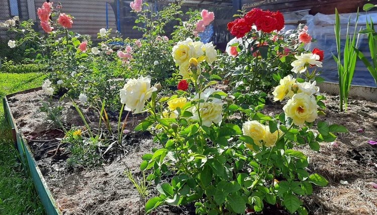    Как вывести уховерток в саду и надо ли это делать