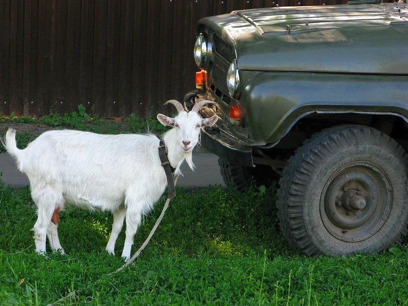    Фото: flickr.com Наталья Игнатова