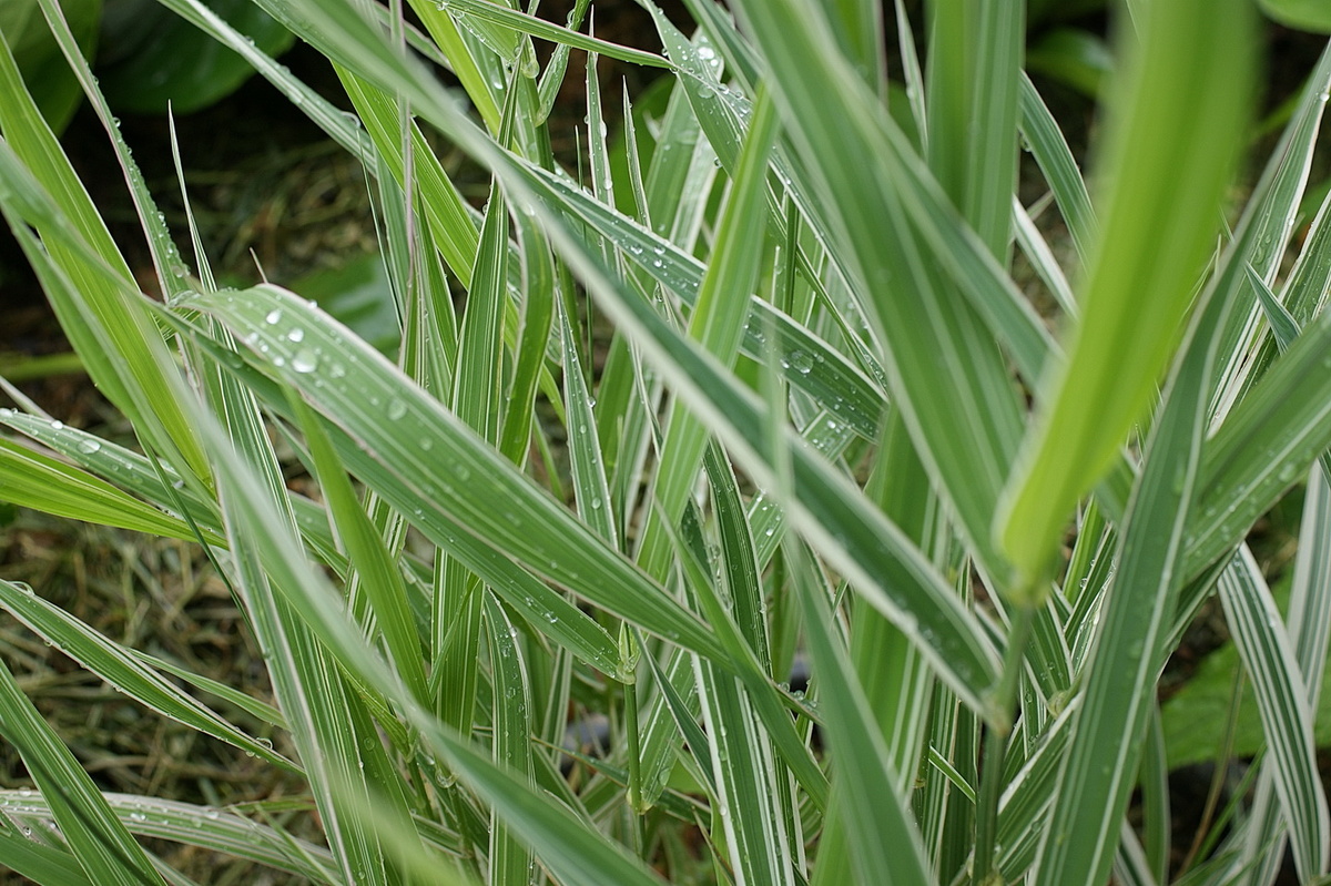 Фалярис тростниковый. 