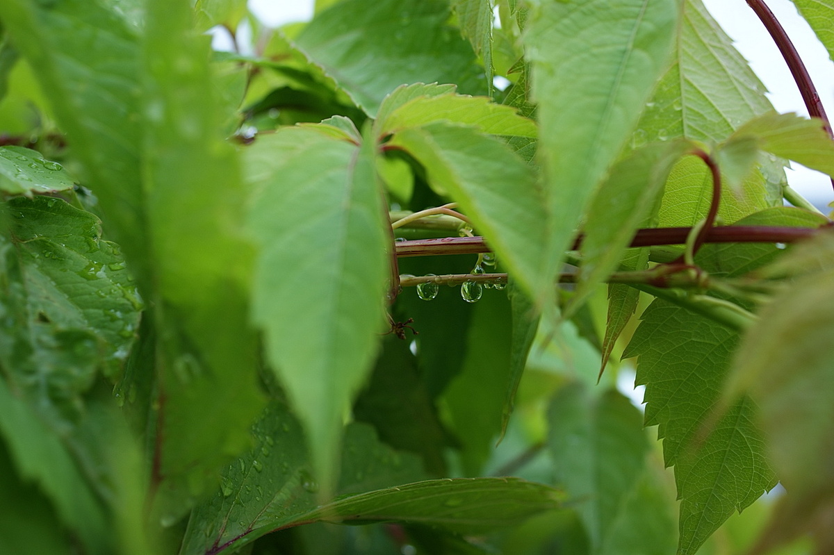 Девичьй виноград. 