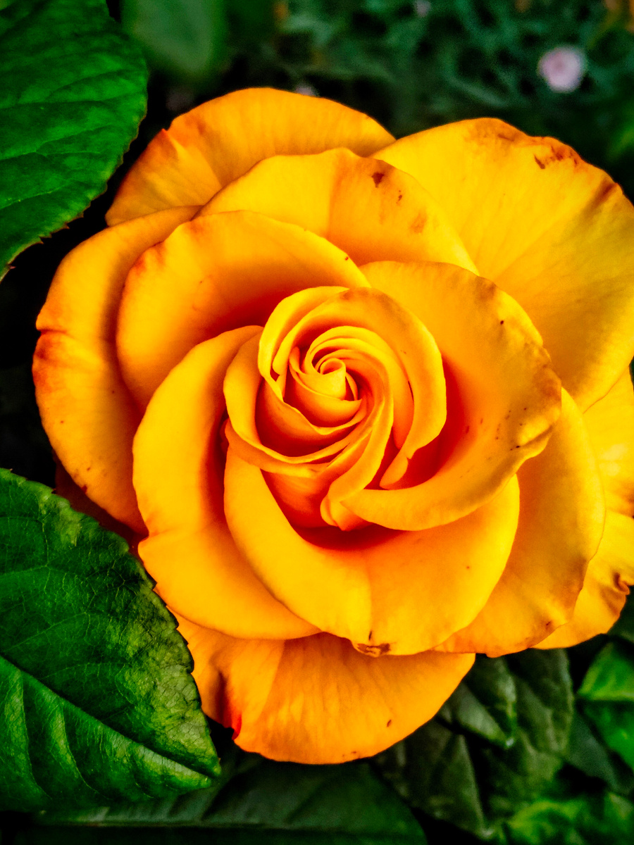 Голден Веддинг 