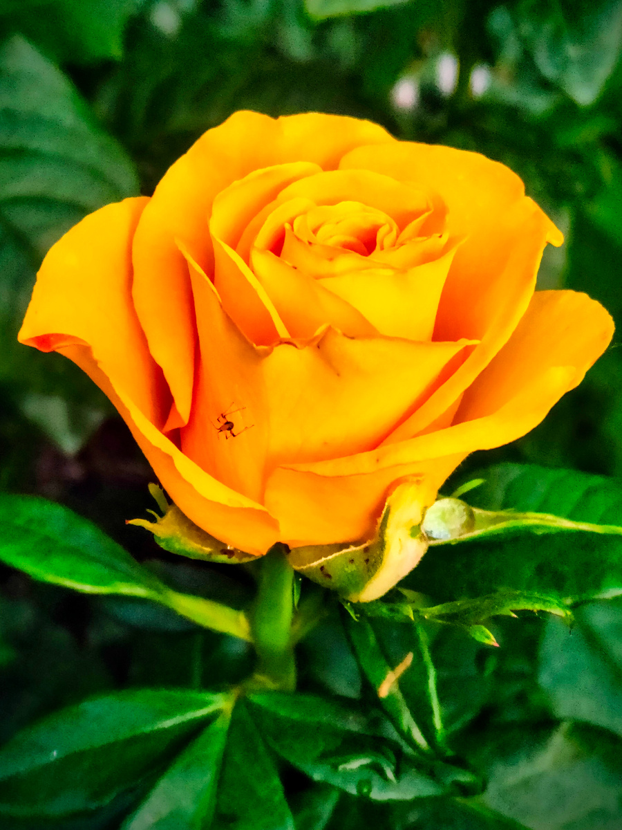 Голден Веддинг 