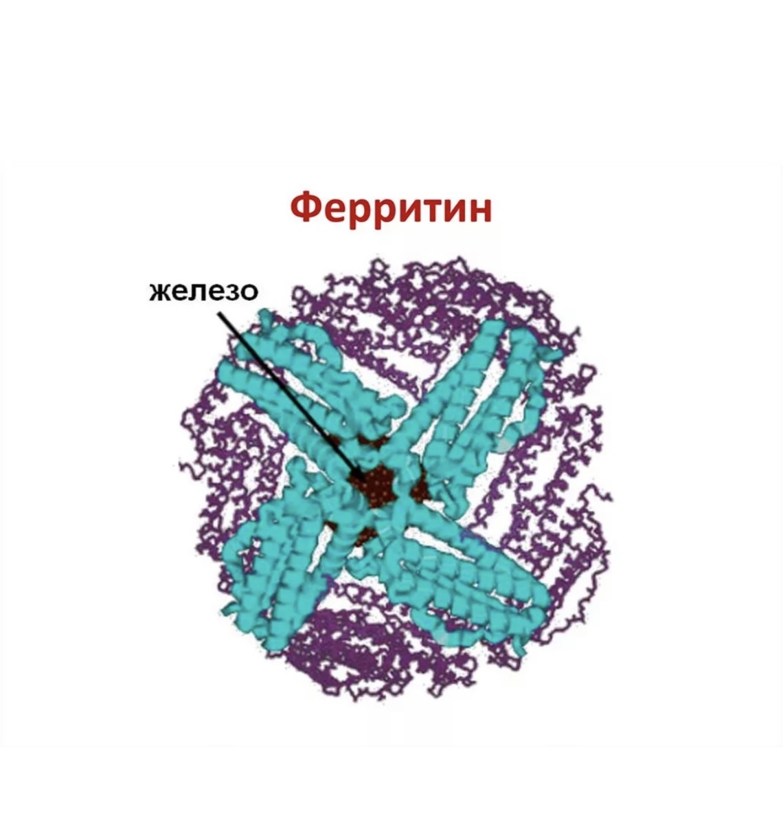 Молекула ферритина. Картинка с простор интернета