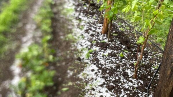    © Sputnik / Фатима Плиева