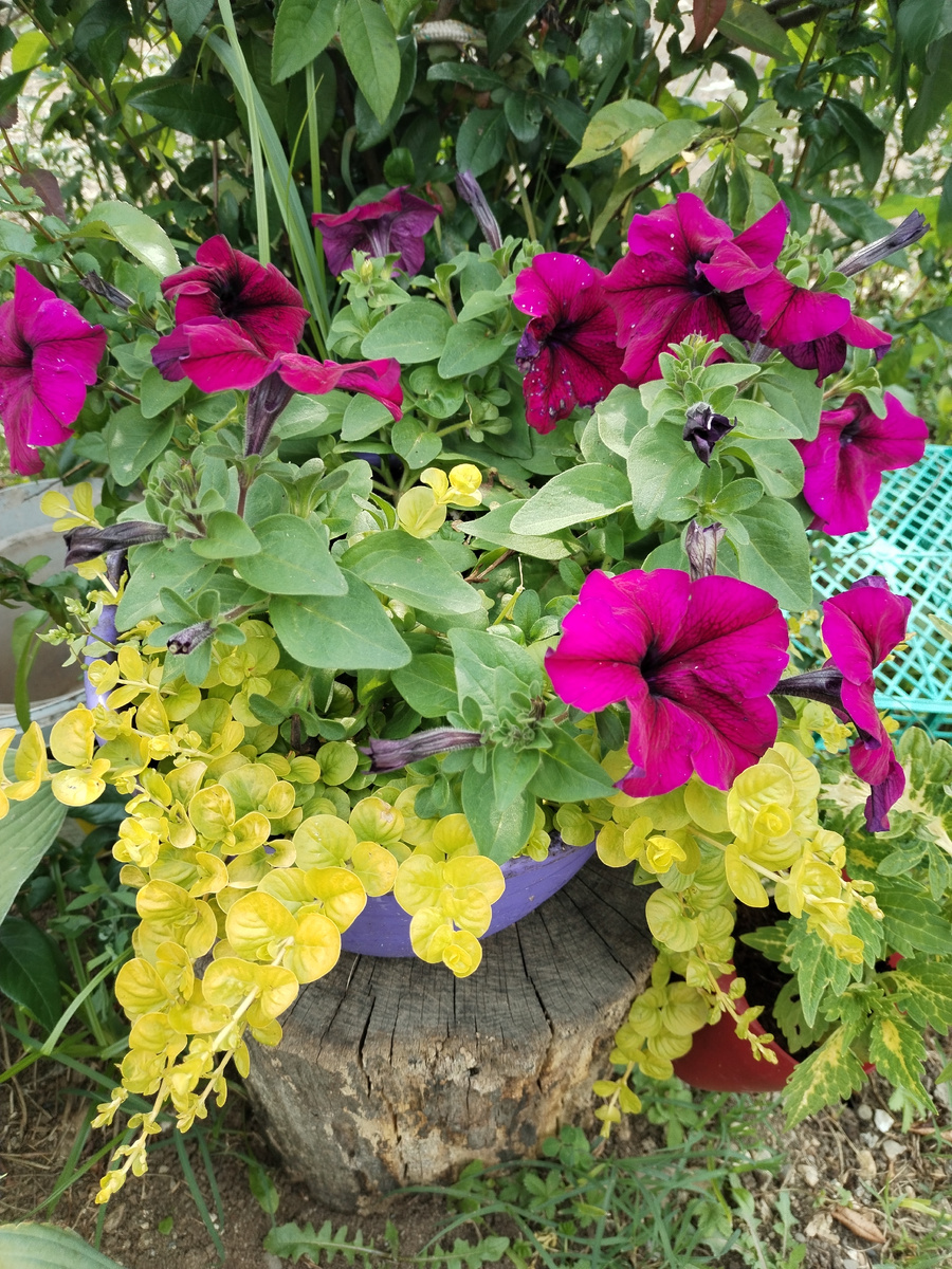 Петуния и вербейник монетчатый. 