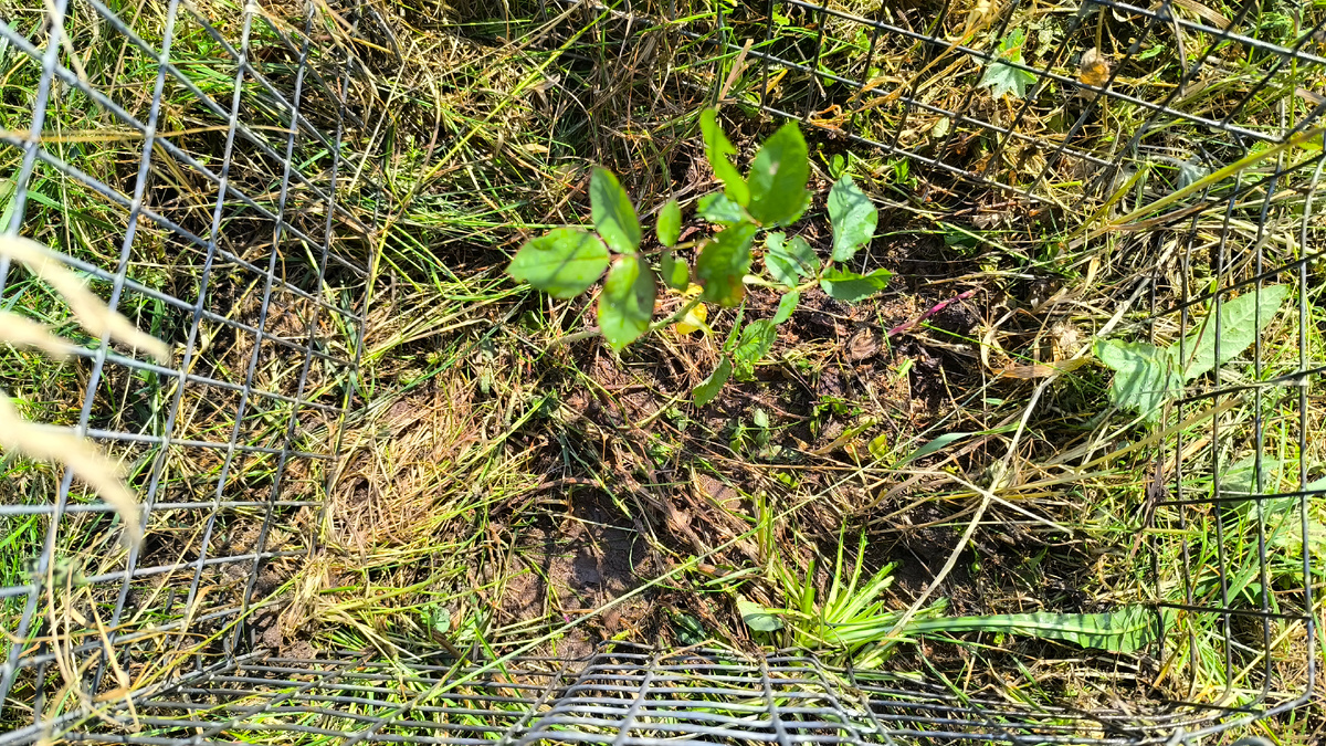 Живёт в ограждении пока она мелкая и есть шанс что кто-то скосит. Посажена на границе нашего и соседского забора.