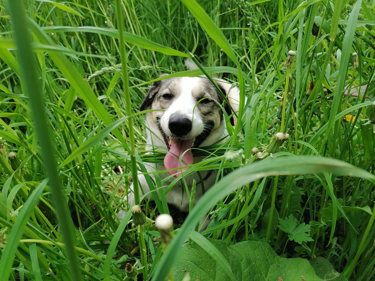 Вот так идём-идём и потом укладываемся в траву и отдыхаем. Фото автора