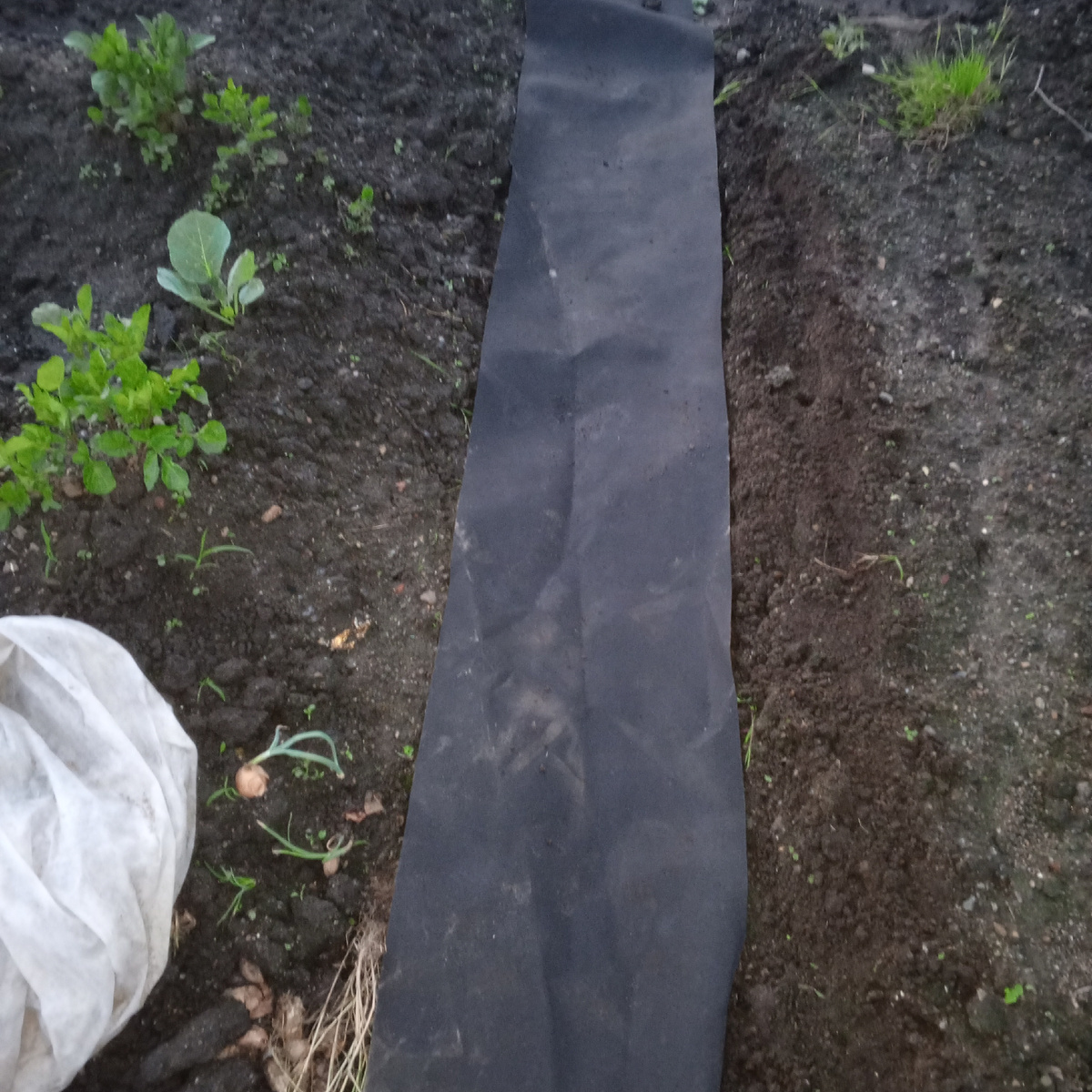 Дорожка наконец то постелена . Мятая от таскания туда- сюда