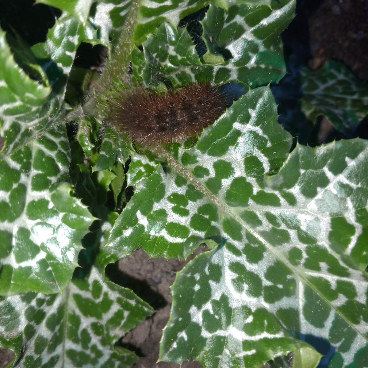 Моя Расторопша и мохнатая гуська