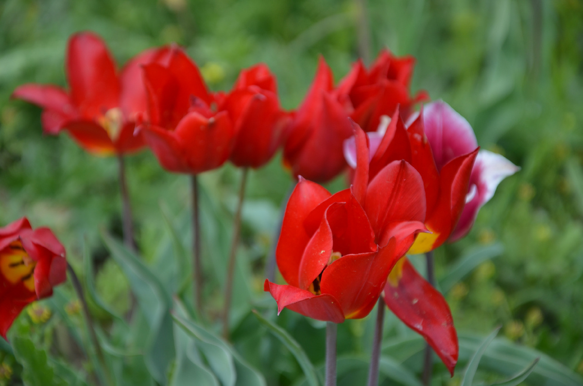 Дикие тюльпаны в Калмыкии: цветущая степь, которую нужно увидеть