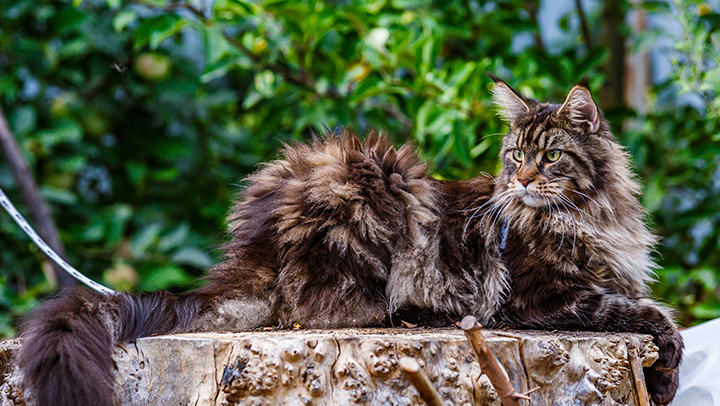    Фото: Bukhta Yurii/Shutterstock