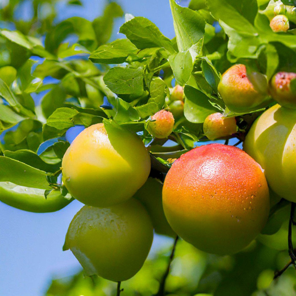 Фруктовые деревья