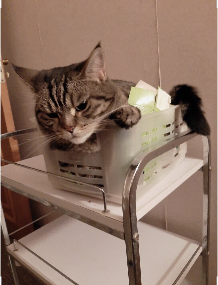 Дуся в коробке с травами.