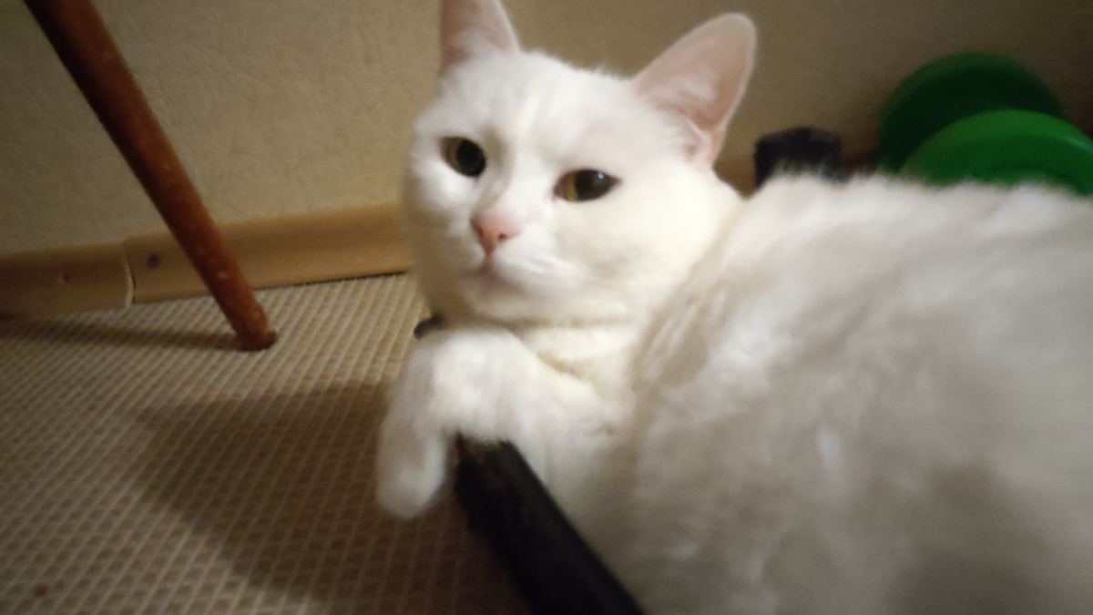 Муся поместилась в ящике из-под клубники