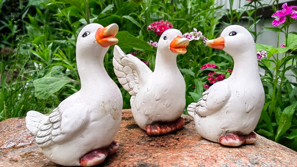 Новость или «утка»? Или гусь? Фото автора