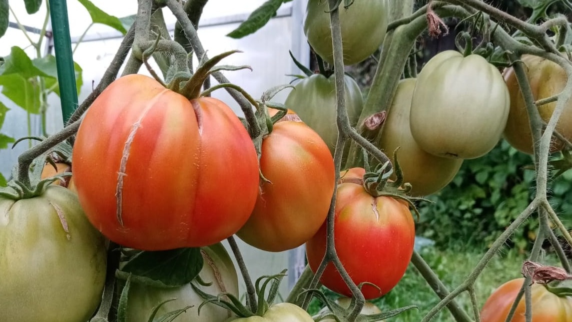 Томаты после дрожжевой подкормки