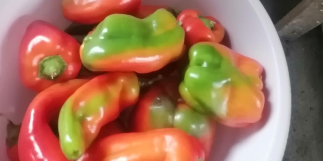 Развожу народную подкормку из 3 копеечных ингредиентов и получаю перцы-гиганты. Пока другие тратят тысячи, я отдаю всего 45 рублей на сезон