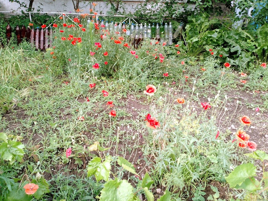 Все в ожидании дождя.Из архива.