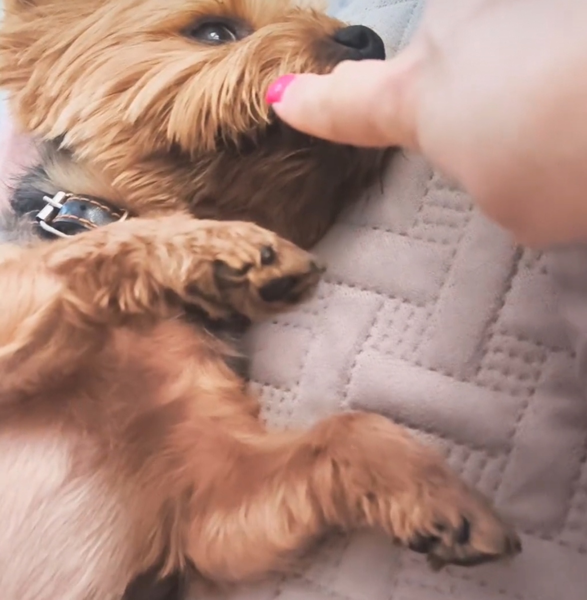 Это Арчи собака наших родственников