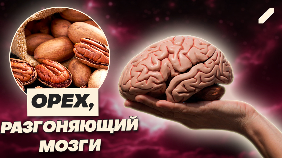 Не допинг, а десерт: пекан официально бустит мозг — доказано наукой