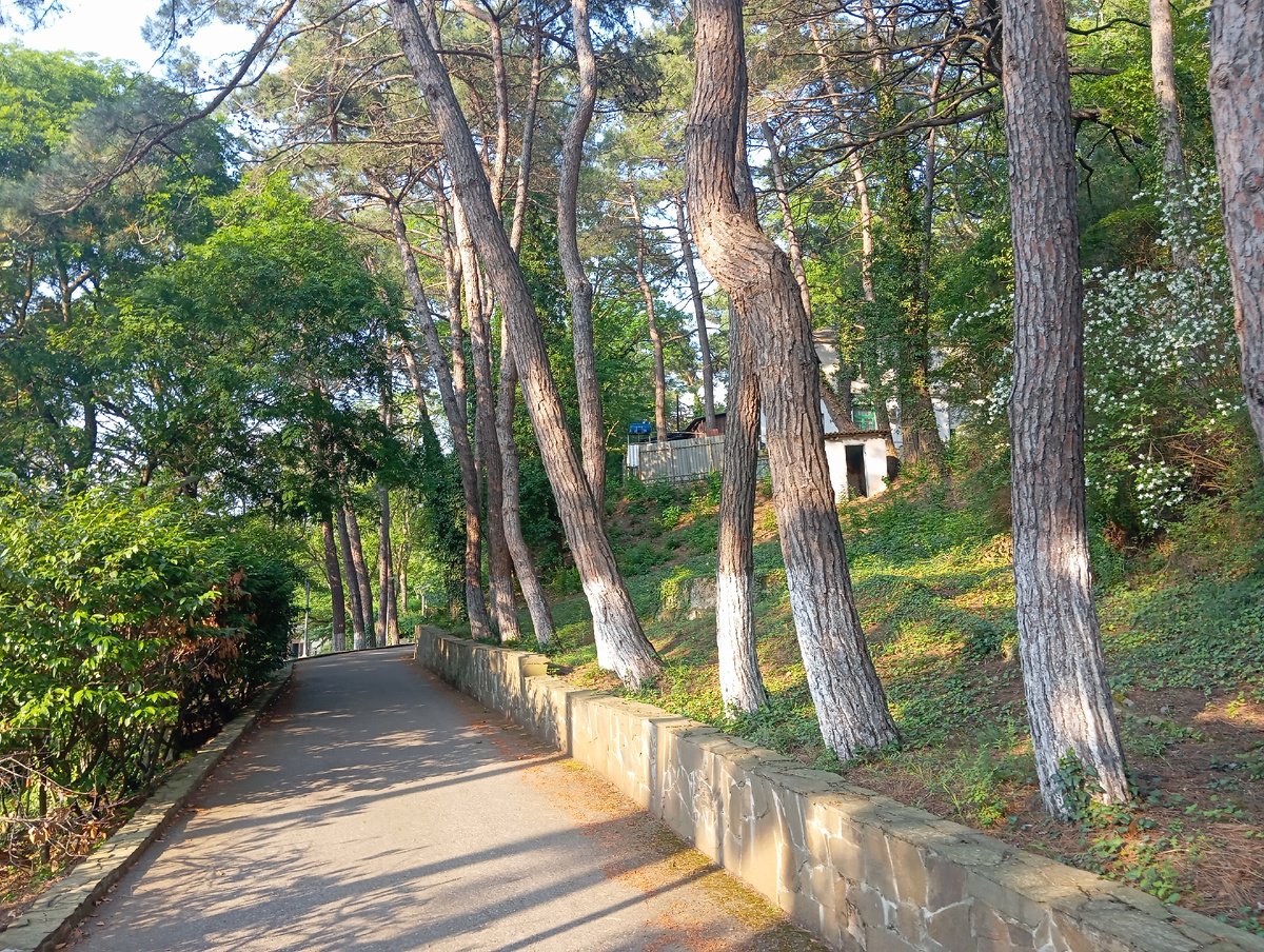 аллея на террритории пансионата "Джанхот"