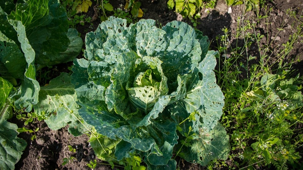 результат атаки вредителей