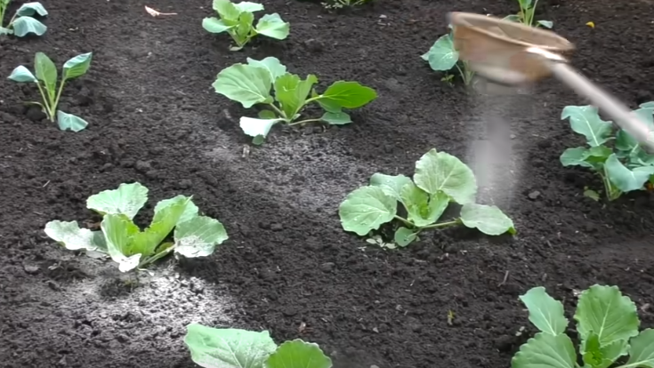 Присыпал листья после каждого полива. 