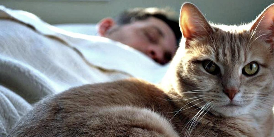 🐱Почему некоторые кошки спят в ногах у хозяина, а некоторые — возле головы