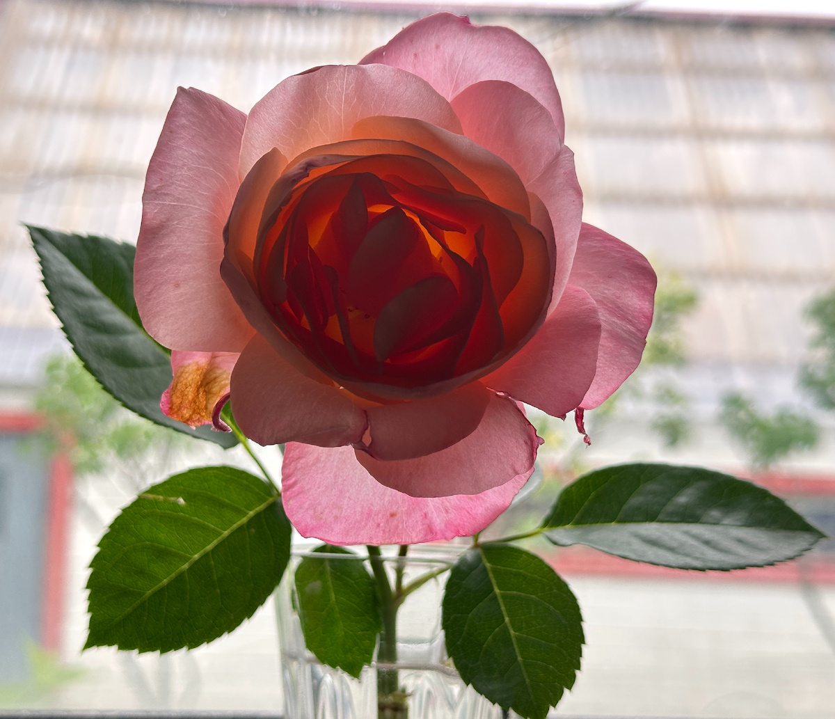 Роза из Русрозы, позавчера купленная. Просто фотография. Может быть, маслом перерисую.