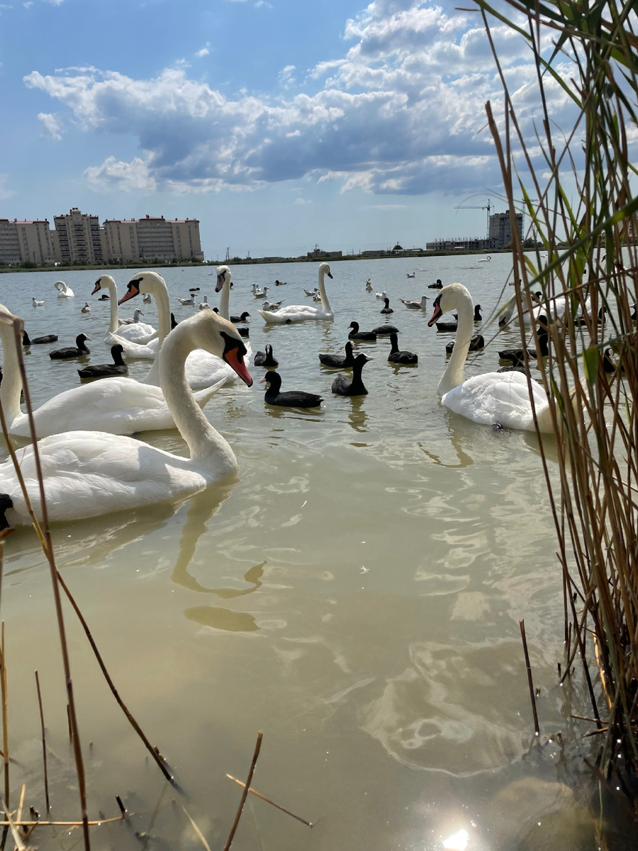 Астролог Елена Мирошниченко 