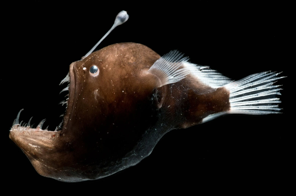 Рыба-удильщик