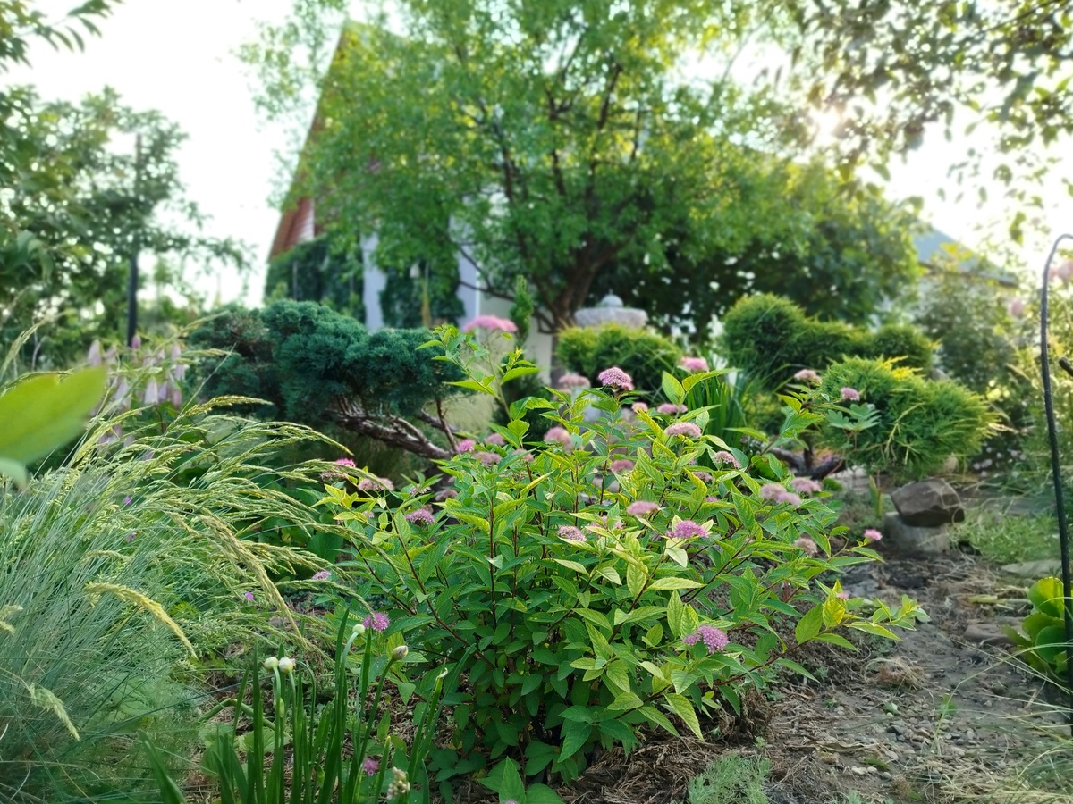 Спирею японскую в прошлом году я пересадила сюда с переднего плана розового цветника. И место  то для нее мне нравилось, но главное - она постоянно была хлорозно-желтая, а с середины лета и вовсе лист сохли. Мне так это надоело, что поначалу вовсе вознамерилась от нее избавиться. Позже, однако, решила дать ей шанс, и, кажется, на новом месте ей понравилось больше.