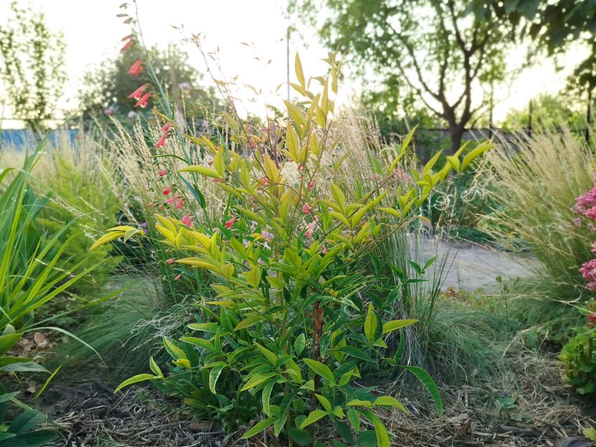 Еще в апреле моя нандина представляла собой голую палочку без листьев (это вечнозеленое растение, и два месяца зимы она пережила прекрасно, но морозы последнего повредили все ее листья). И вот какая она красавица сейчас!