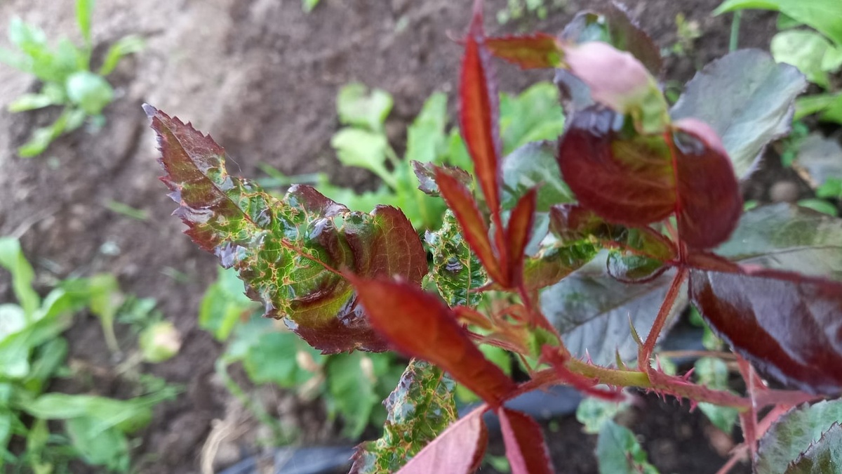 Вот так выглядели мои розы в разгар нашествия - тля облепила каждый побег