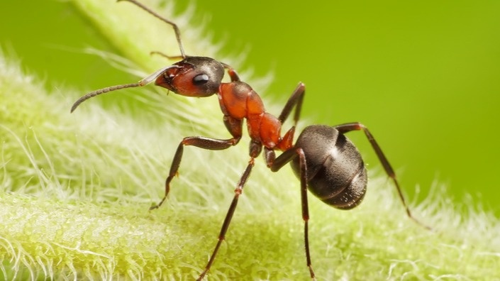 Садовые муравьи-пастухи мельче