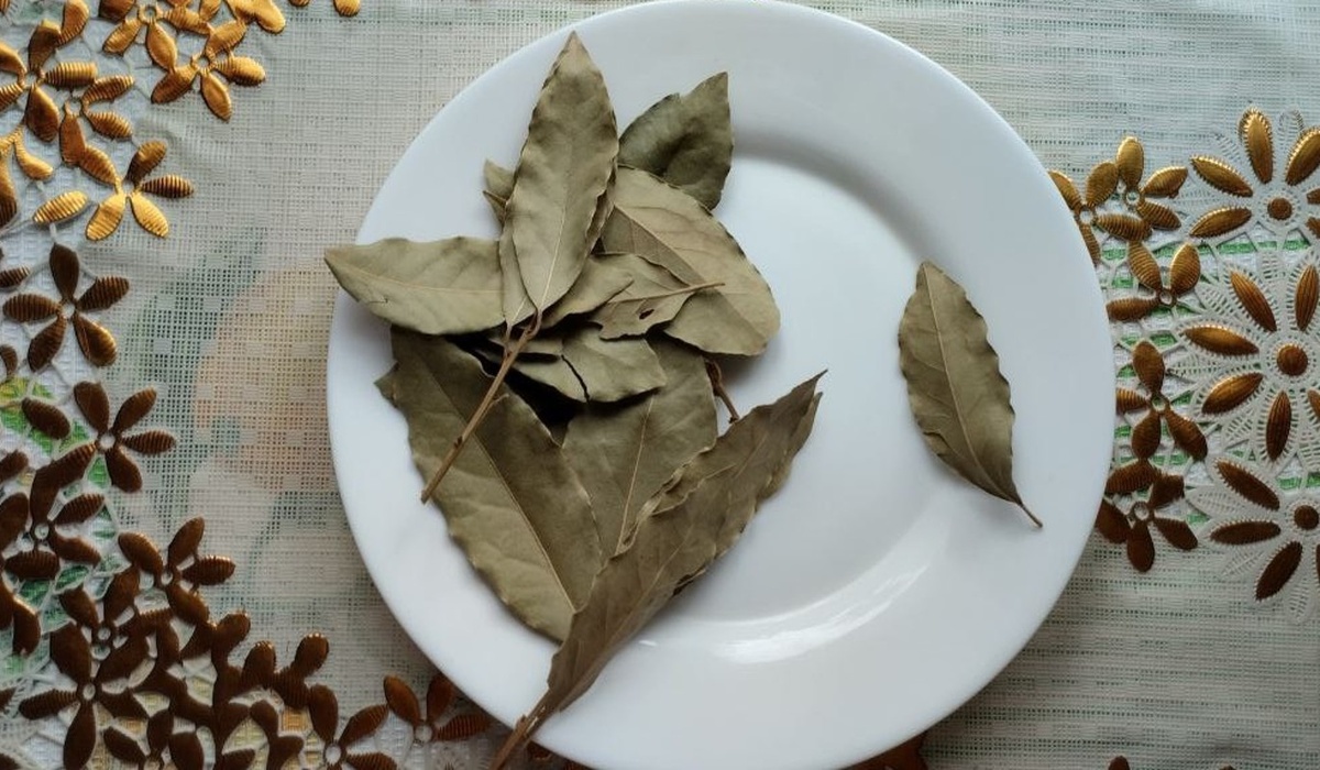    Фото: редакция Дни.ру